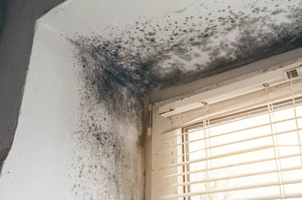 Affordable Basement Mold Removal solutions in Fort Loudon, PA